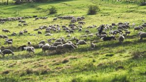 Schmalkalden-Meiningen: Immer weniger Schafe